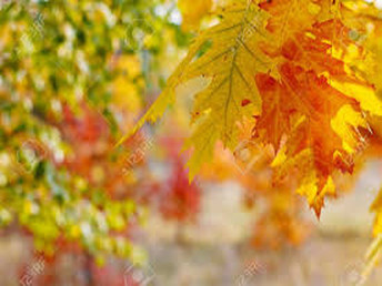 Goldener Herbst im Braunschweiger Land | 4 Tage