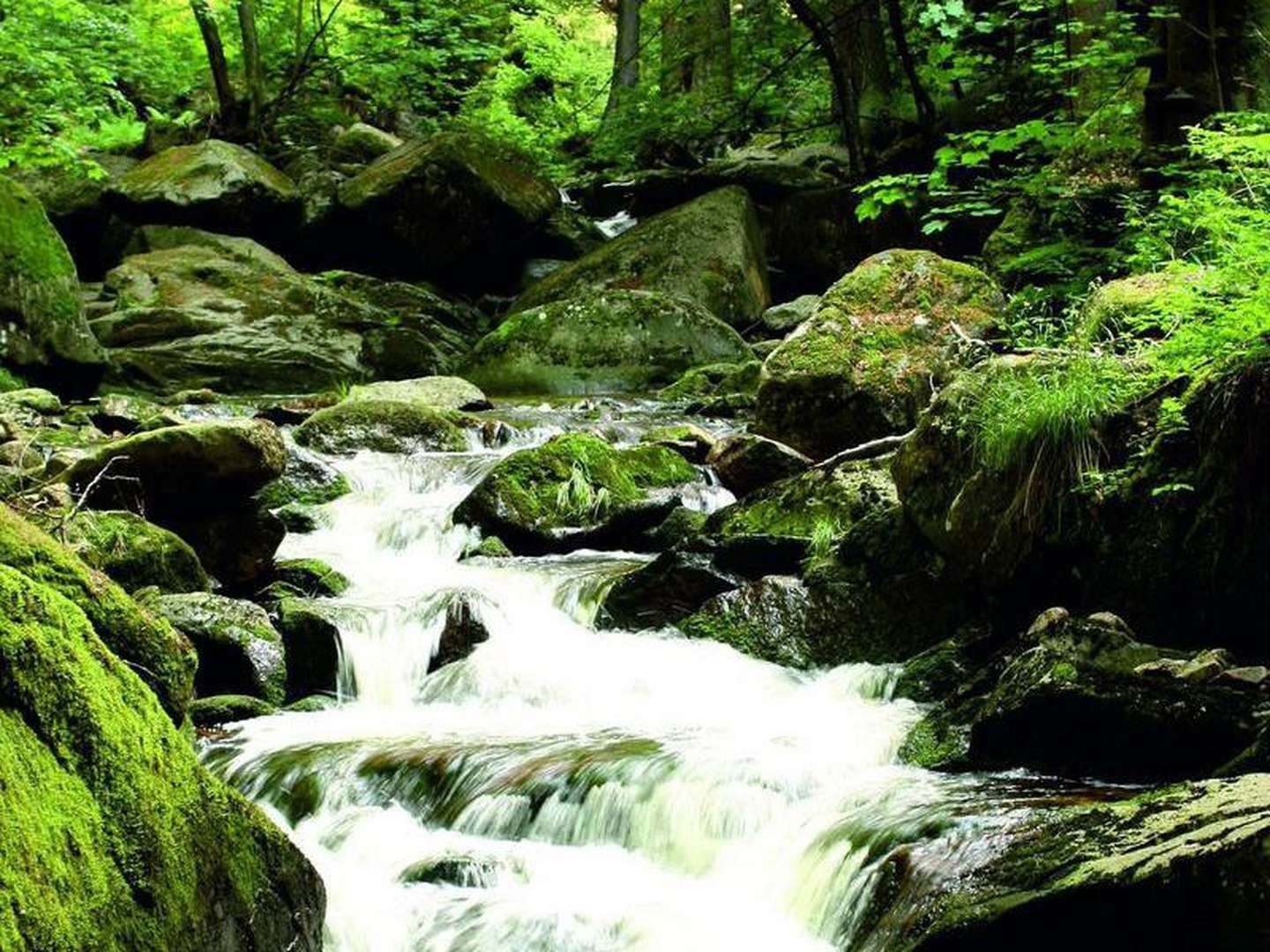 Die Wipfel der Bäume erkunden im Baumwipfelpfad Bad Harzburg