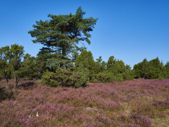 Genießer- Auszeit im Grünen in der Lüneburger Heide inkl. Abendessen