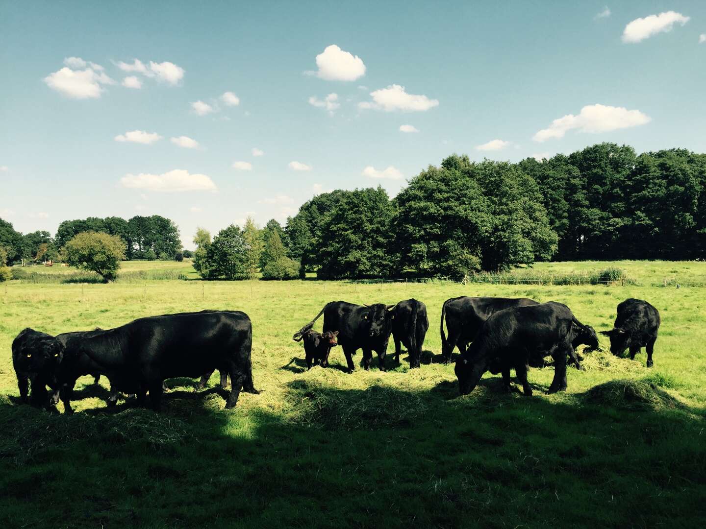 Genießer- Auszeit im Grünen in der Lüneburger Heide inkl. Abendessen