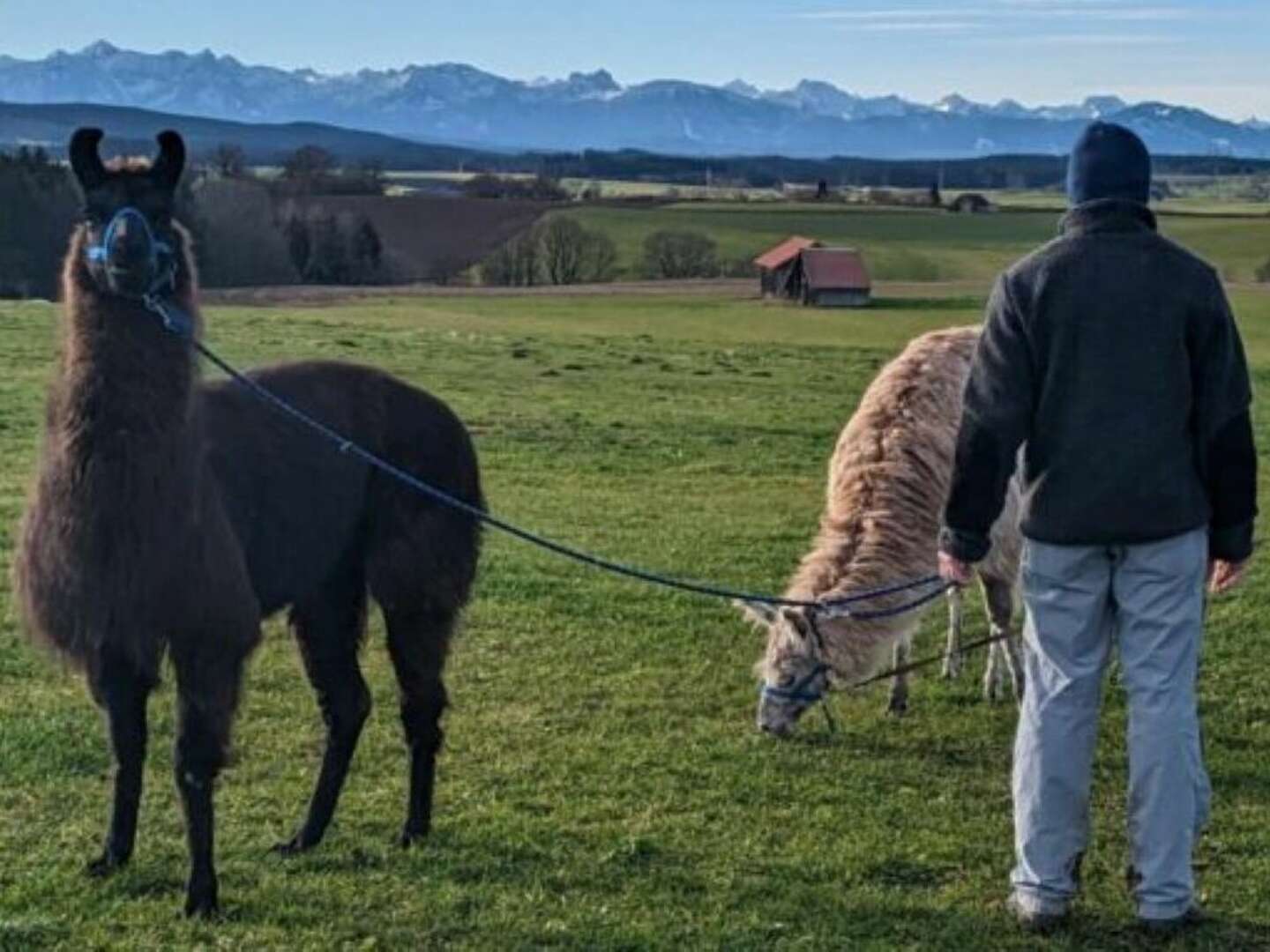 Mit dem Lama im Allgäu unterwegs!