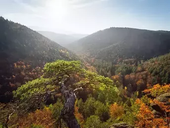 Alles was ich brauch! 5 Tage  im wunderschönen Harz inkl. Halbpension