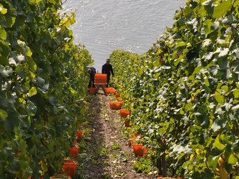 Kleine Weinreise an der Loreley - 4 Tage