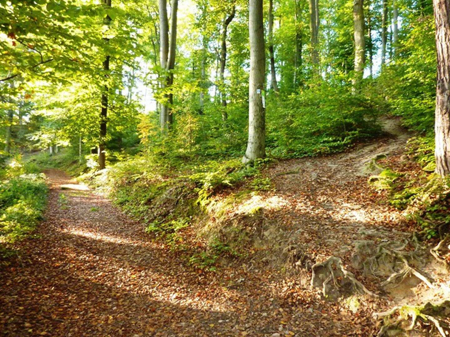 Frühling-Sommer-Herbst am Rhein inkl. Schiffs-, Seil- & Sesselbahnfahrt mit Burgbesichtigung