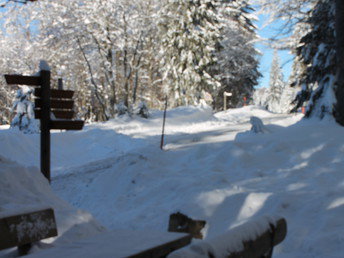 Adventszeit im Waldfrieden 