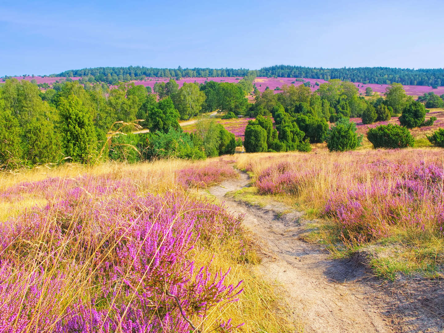 HeideTräume- für 3 Tage in die Lüneburger Heide 