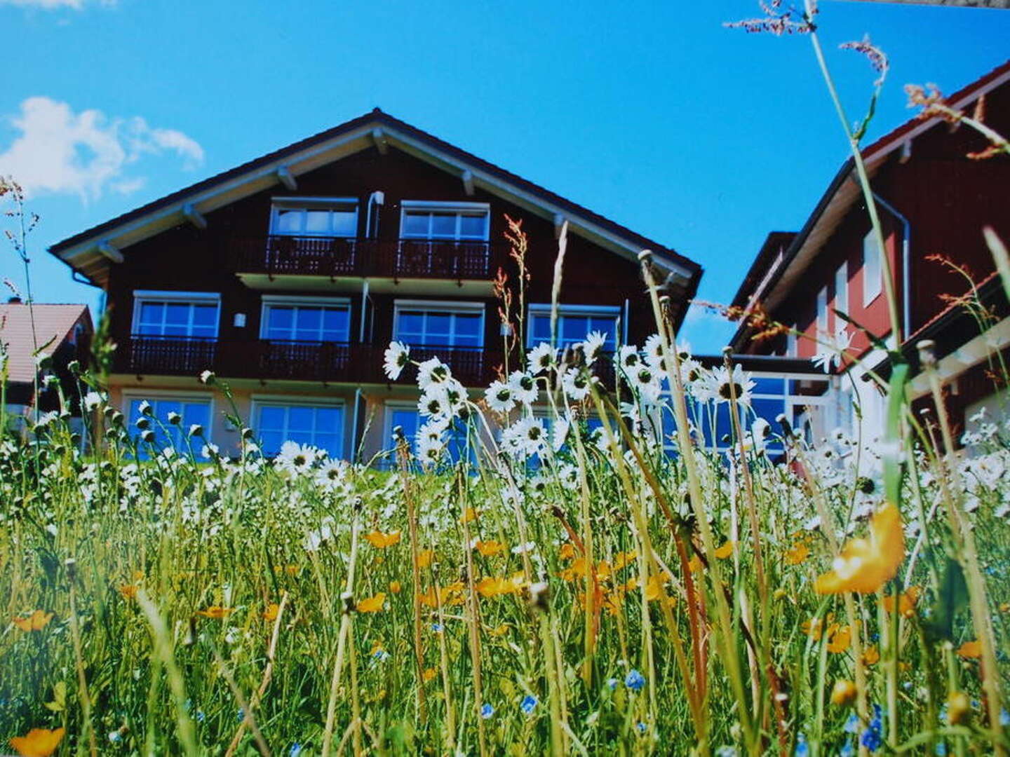 3 Tage zur Bergwiesenblüte in den Harz