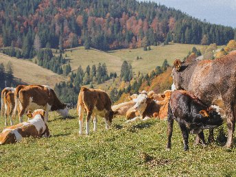 Rößle Special - Kurzurlaub im Schwarzwald