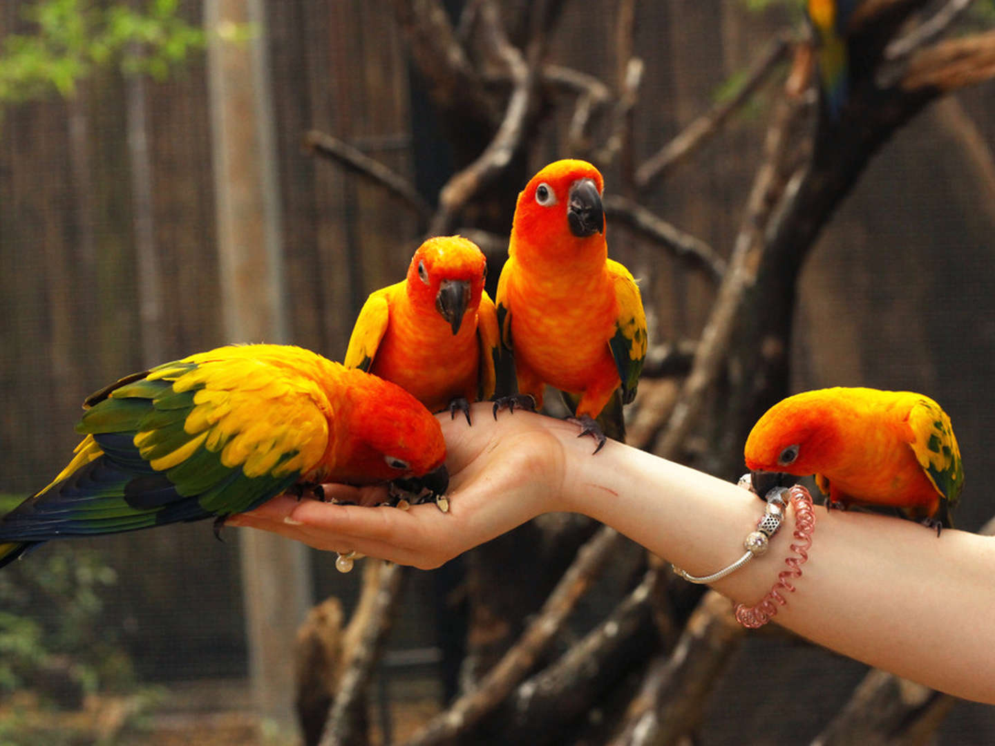 5-Sterne Auszeit in Celle & Abenteuer im Weltvogelpark