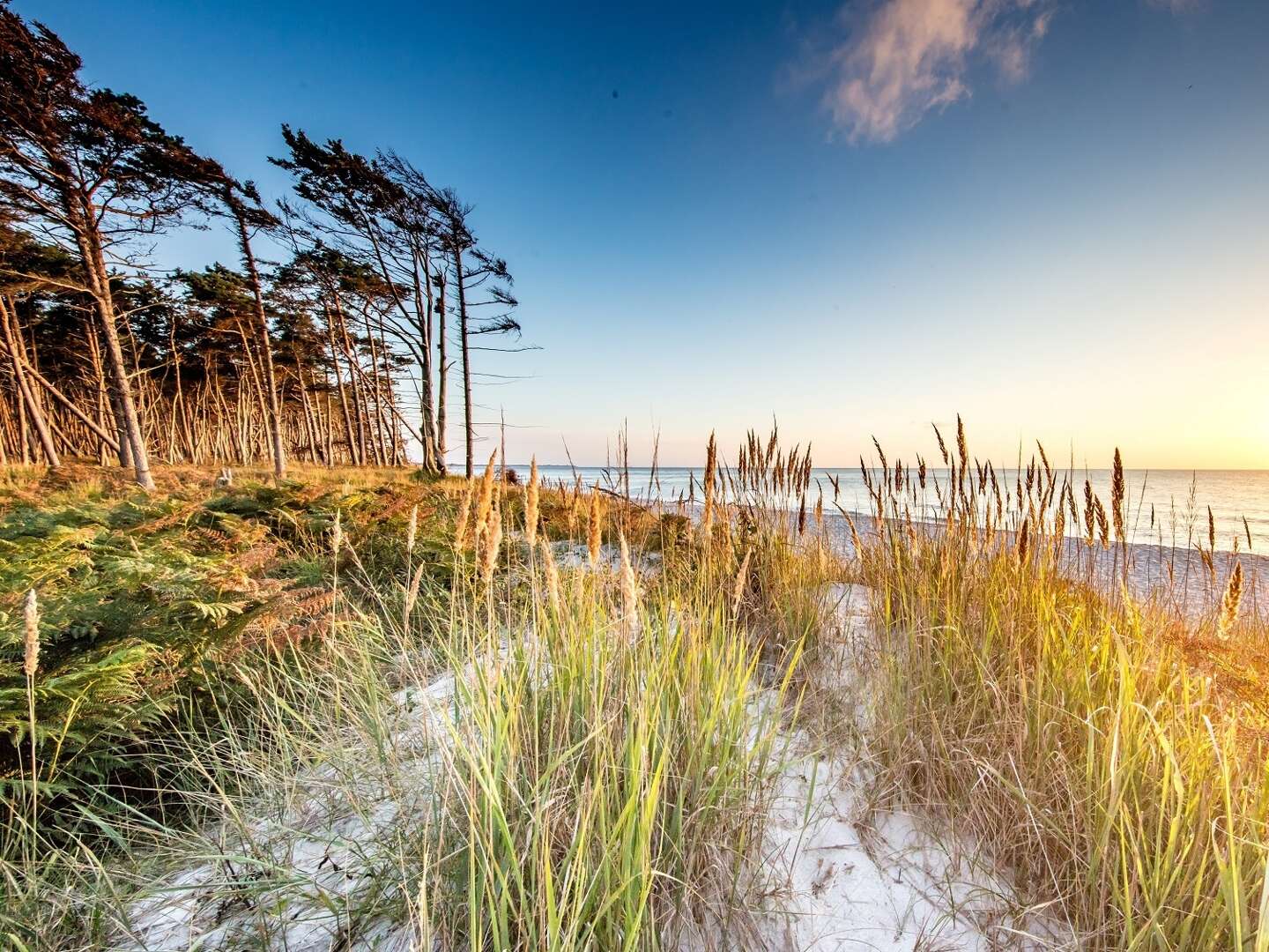 Kurzurlaub mit dem Hund an der Ostsee