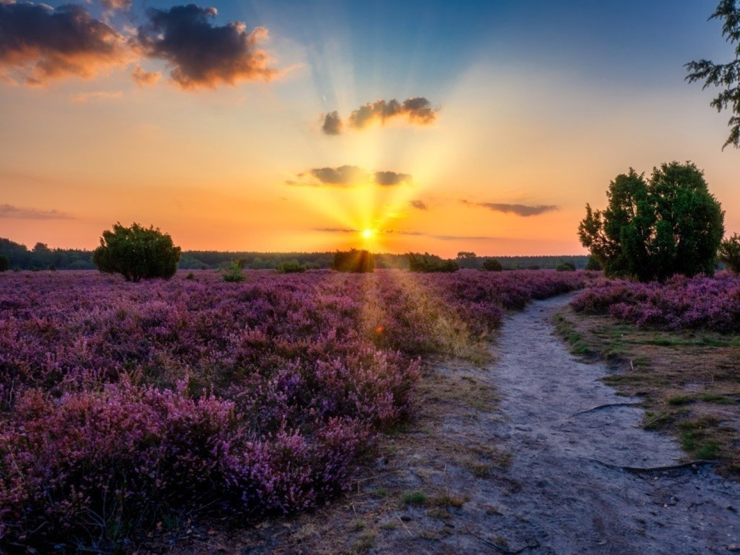 Heideschleifen Wandern- 3 Tage in der Lüneburger Heide