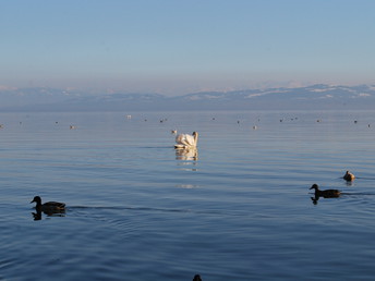 Weihnachtszauber am Bodensee