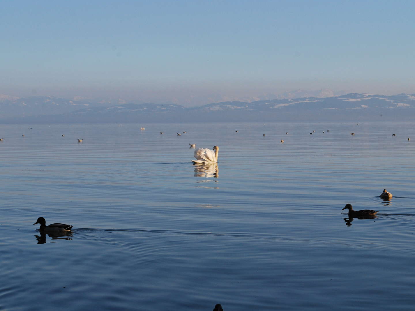 Sternradtour am Bodensee