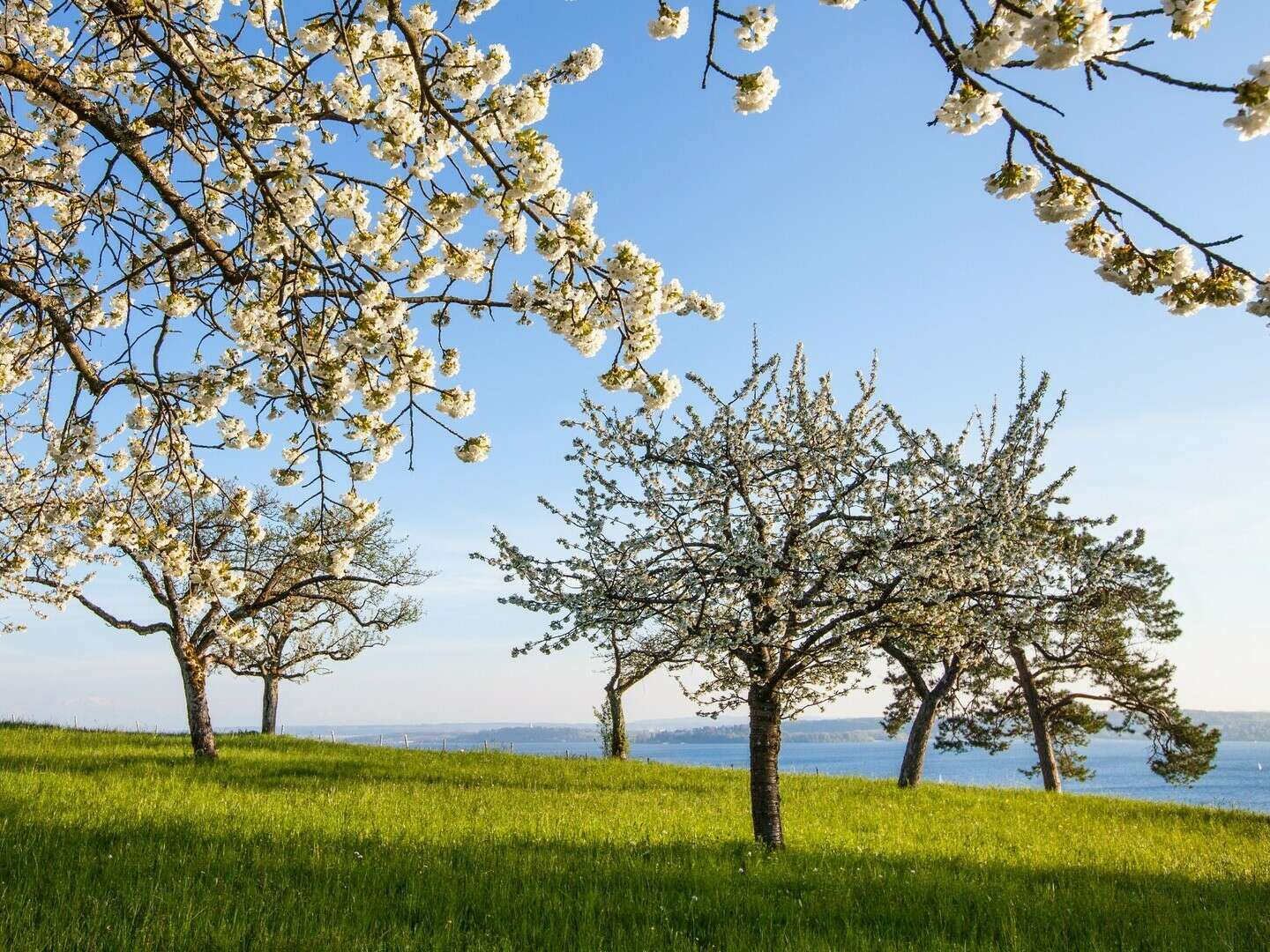 Frühlingswochen am Bodensee mit Schifffahrt & Insel Mainau