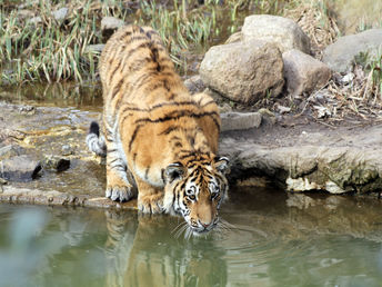 Entdeckungstour & Abenteuer im Zoo Leipzig inkl. Lunchbox