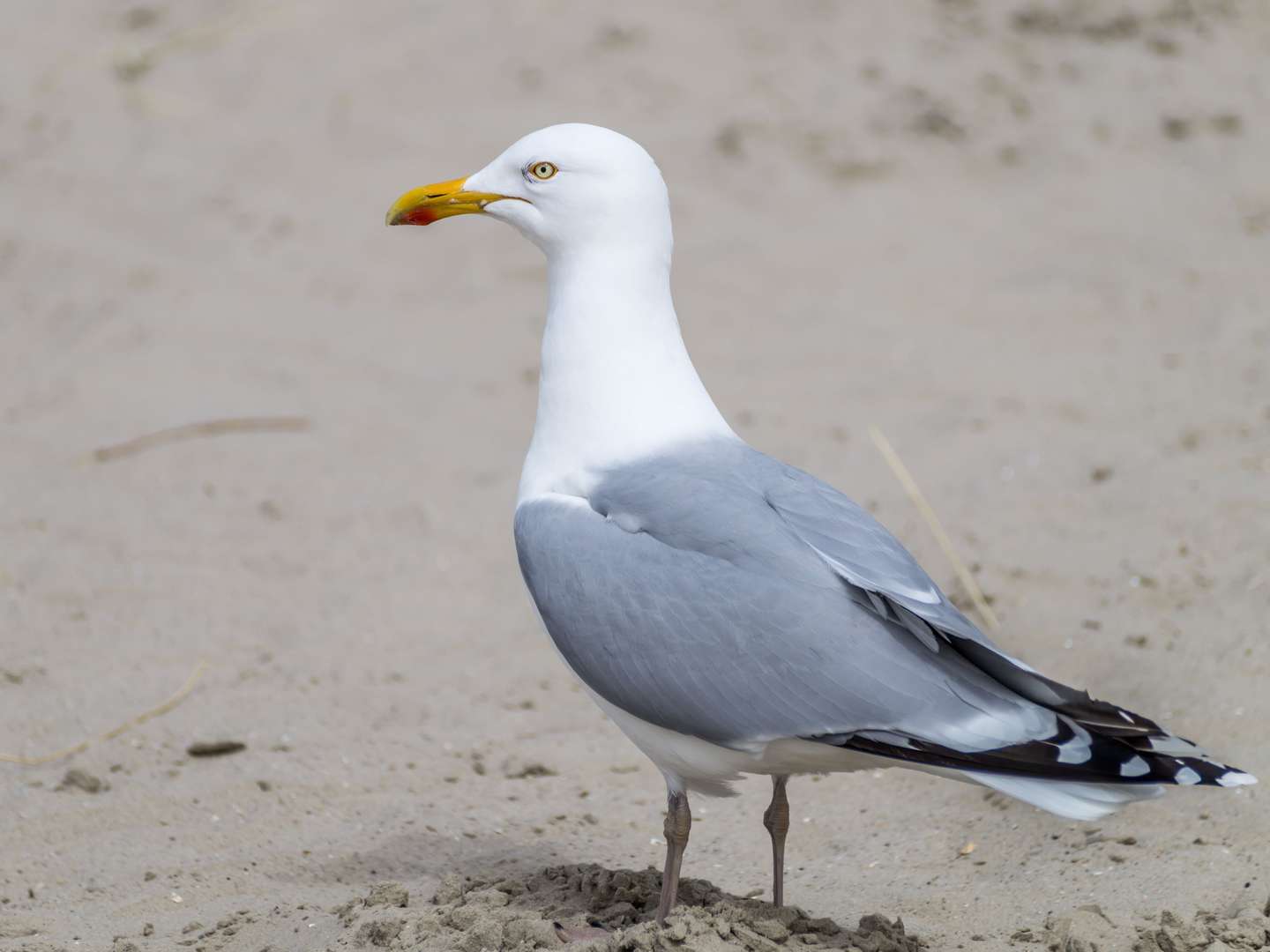 Kurzurlaub in Husum