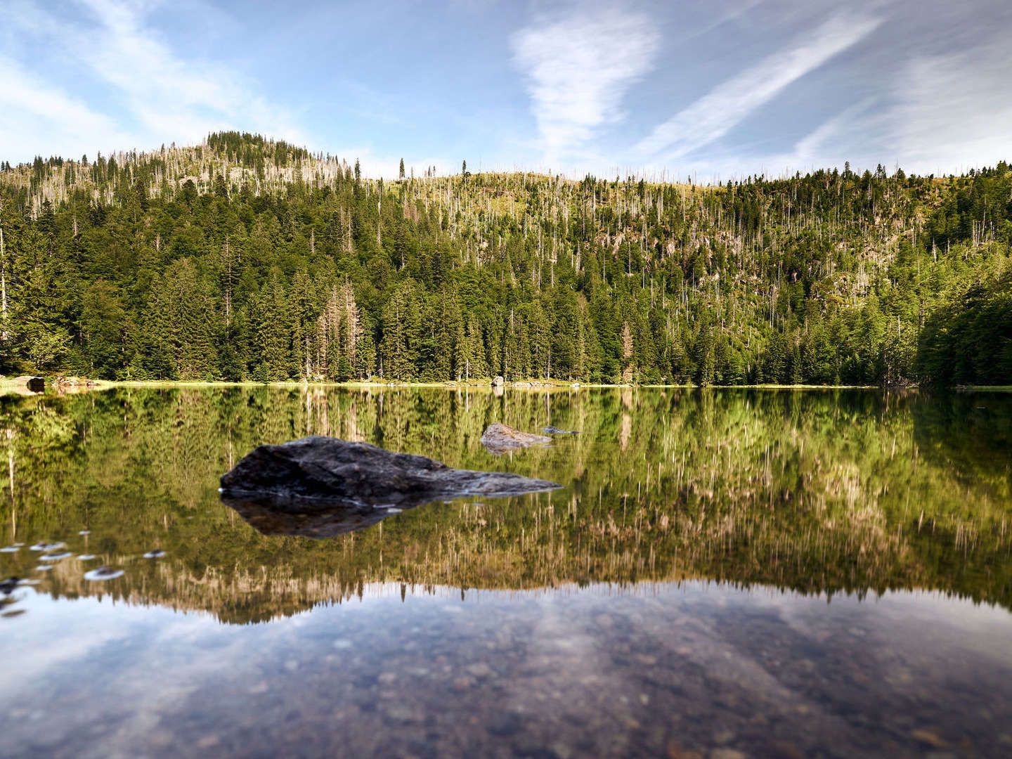 Baumwipfelpfad im Bayerischen Wald erklimmen inkl. Halbpension | 6 Tage