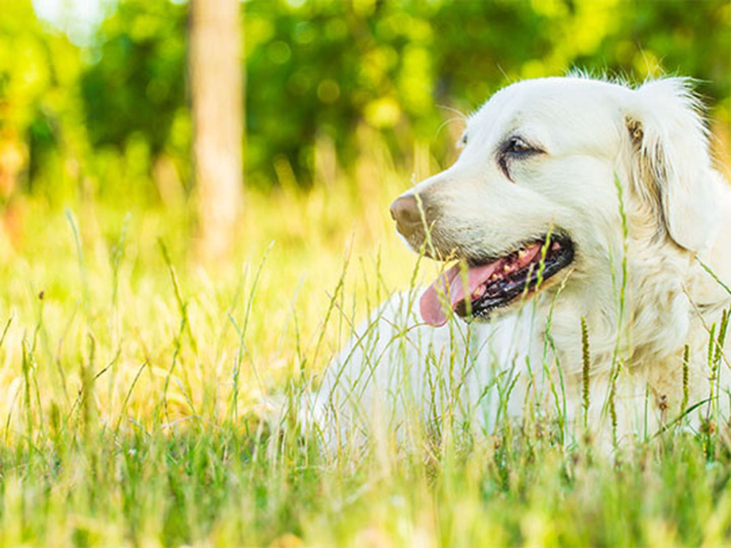 4 Tage Hundeurlaub im Waldhotel Silbermühle