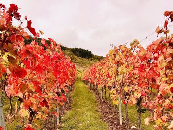 Die Monorackbahn- Erlebnis Tour an der Mosel…wunderbar wanderbar