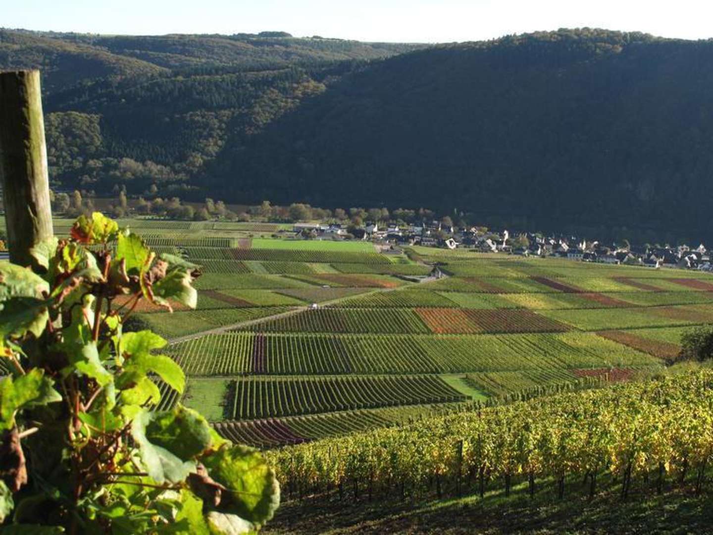 Mosel Romantik in den Weinbergen inkl. Candlelight Dinner & Moselüberfahrt