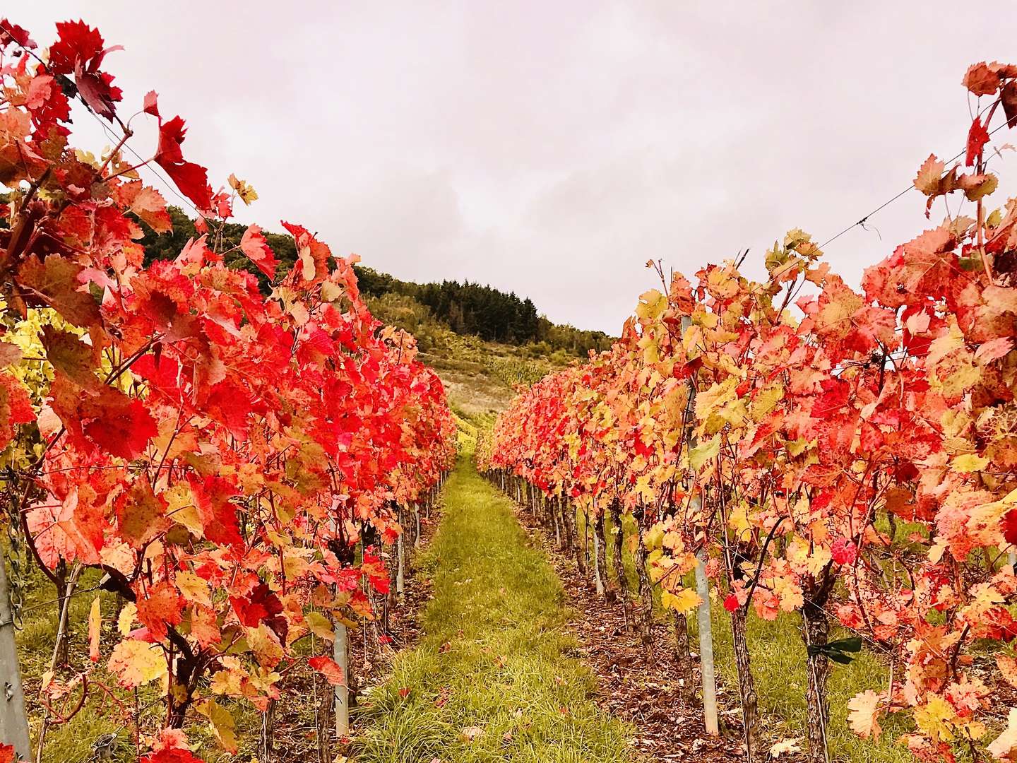 Mosel Romantik in den Weinbergen inkl. Moselüberfahrt