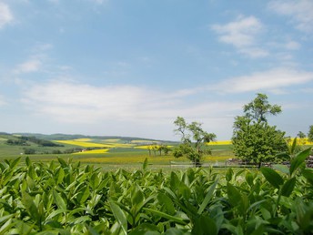 7 Tage Landromantik / Urlaub in Rheinland-Pfalz inkl. Halbpension