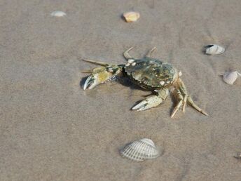 Wintertage am Wattenmeer