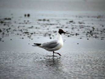 Wintertage am Wattenmeer