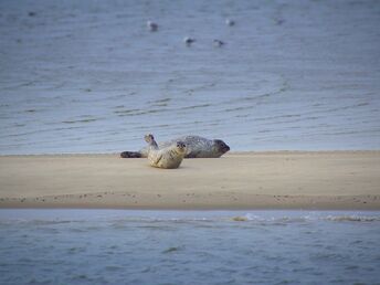 Wintertage am Wattenmeer