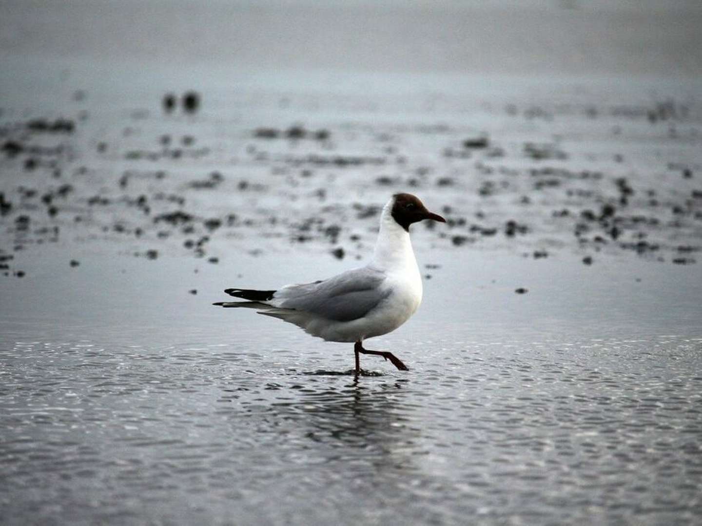 Wintertage am Wattenmeer