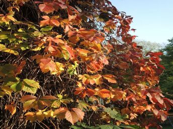 Indian Summer, jetzt auf die Sonneninsel Usedom 