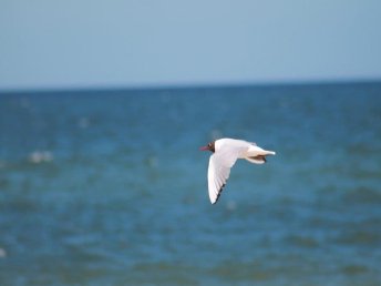 Usedom - Silvester am Meer (5 Nächte) 