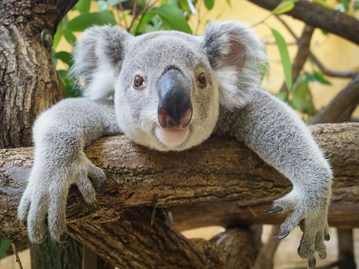 3 Tage - Dresden tierisch erleben inkl. Zooticket & Rundfahrt