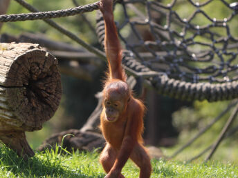 4 Tage - Dresden tierisch erleben inkl. Zooticket & Rundfahrt 