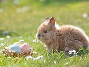 Ostern an der Müritz inkl. kleiner Osterüberraschung