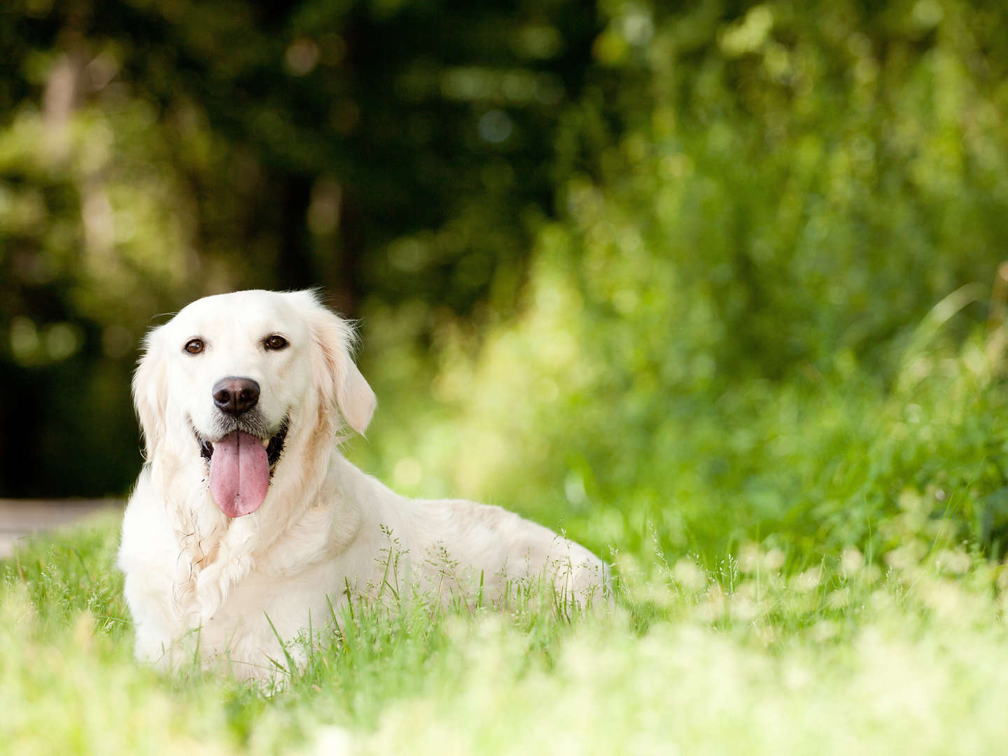 Urlaub mit Hund - Hundeurlaub - 4-Beiner-Urlaub | 3 Nächte