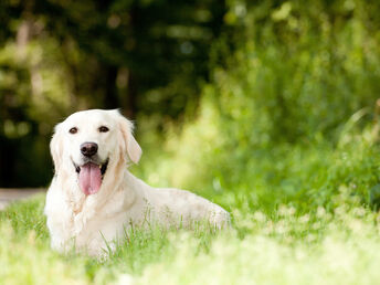 Urlaub mit Hund inkl. Halbpension