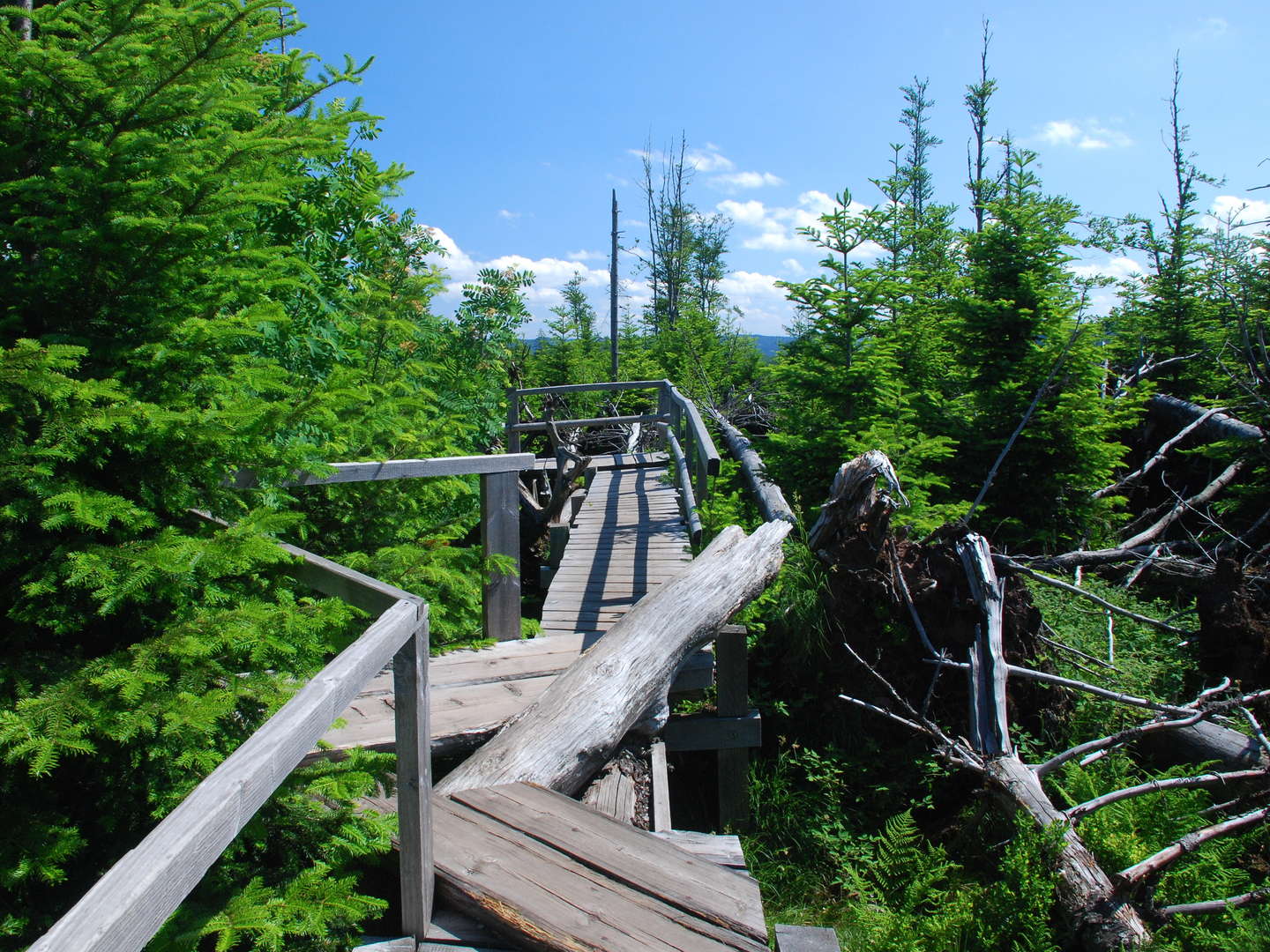 4 Wandertage im schönen Schwarzwald inkl. Halbpension