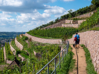 Von Moritzburg nach Dresden inkl. Abendessen 