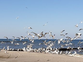 Ostseebrise auf Usedom / 3 Nächte 