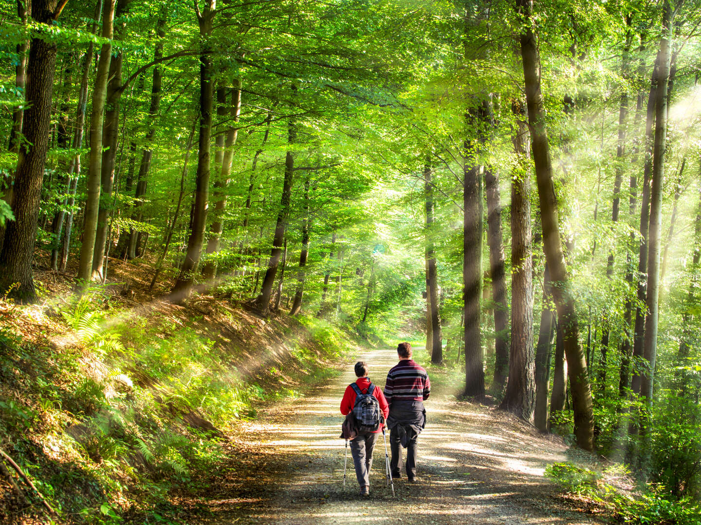 3 Tage Wandern auf dem Sauerland Höhenflug inkl. Verwöhn-Halbpension