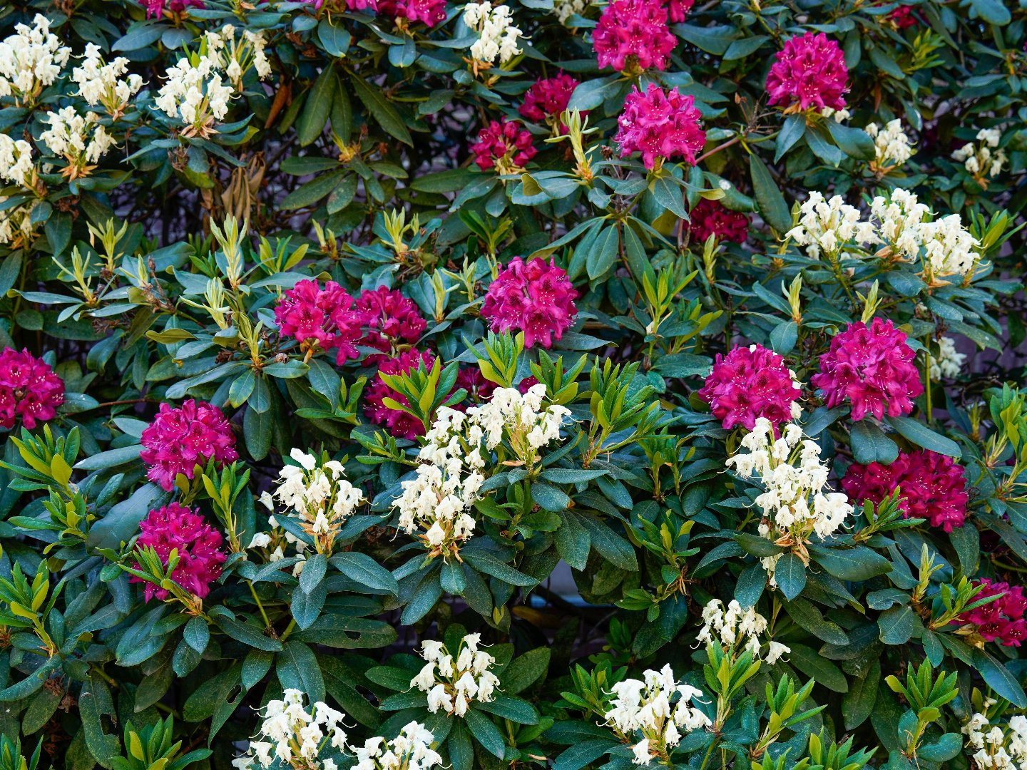 Rhododendronblüte erleben