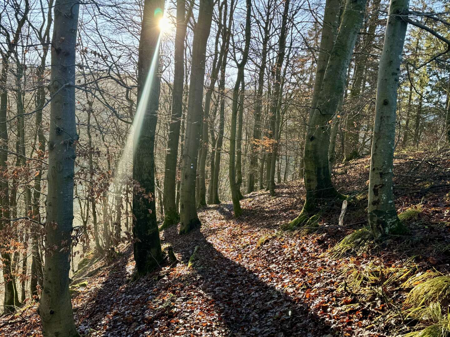 Wanderpauschale im Hochsauerland - 5 Tage 