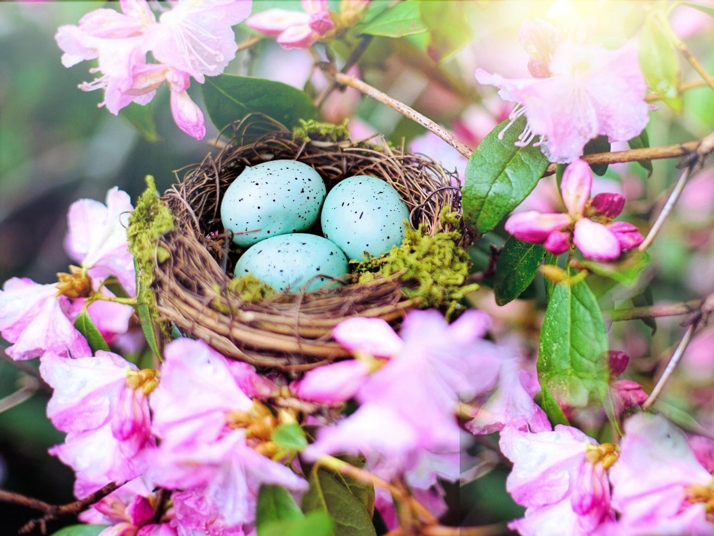 Ostern in Bonn - Magischer Frühlingszauber zur Kirschblütenzeit | 5 Tage 