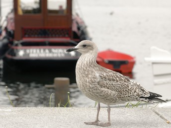  4 Wellnesstage an der Nordsee zur Entspannung