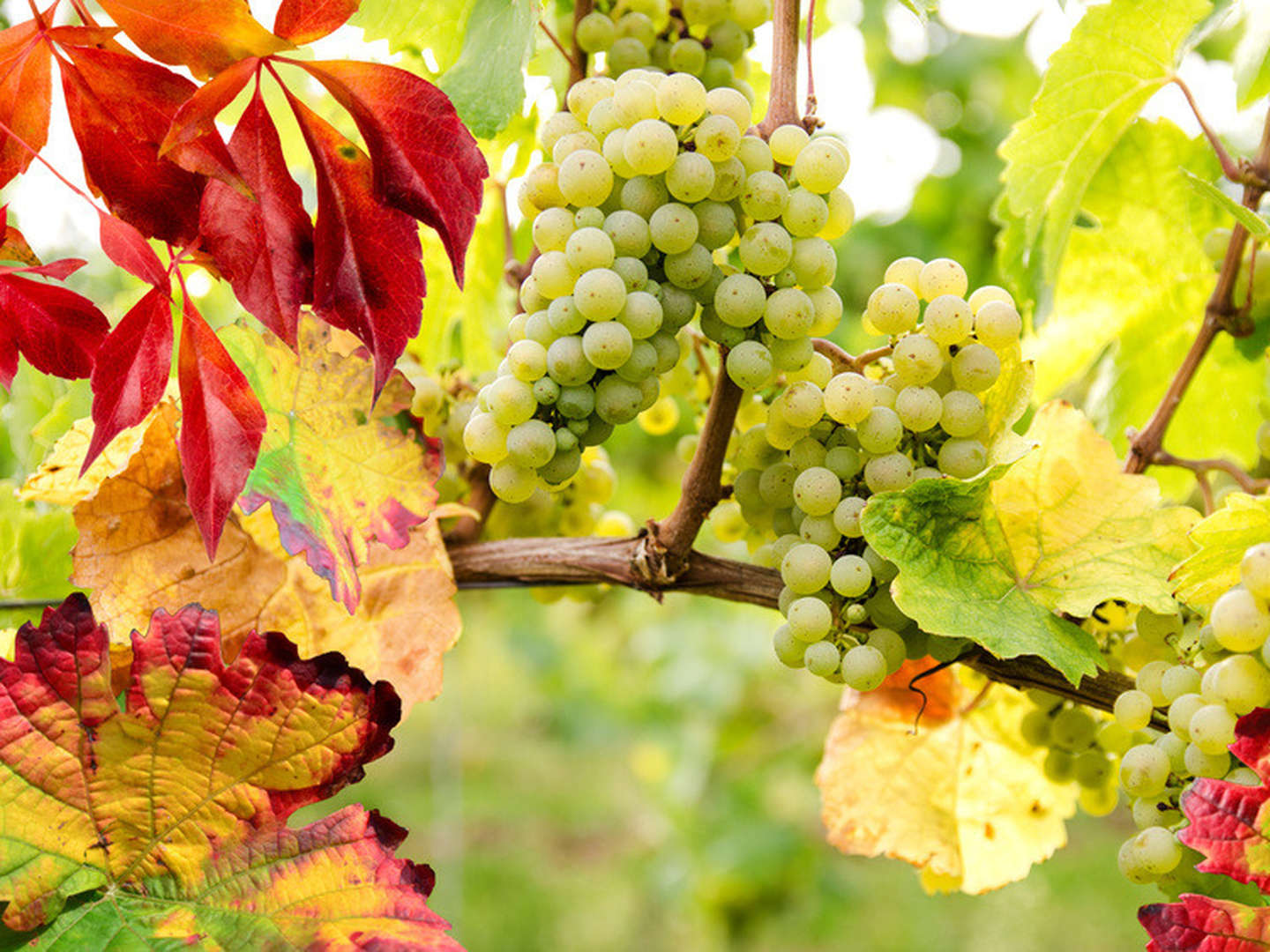 4 Tage Goldener Herbst im sächsischen Elbtal