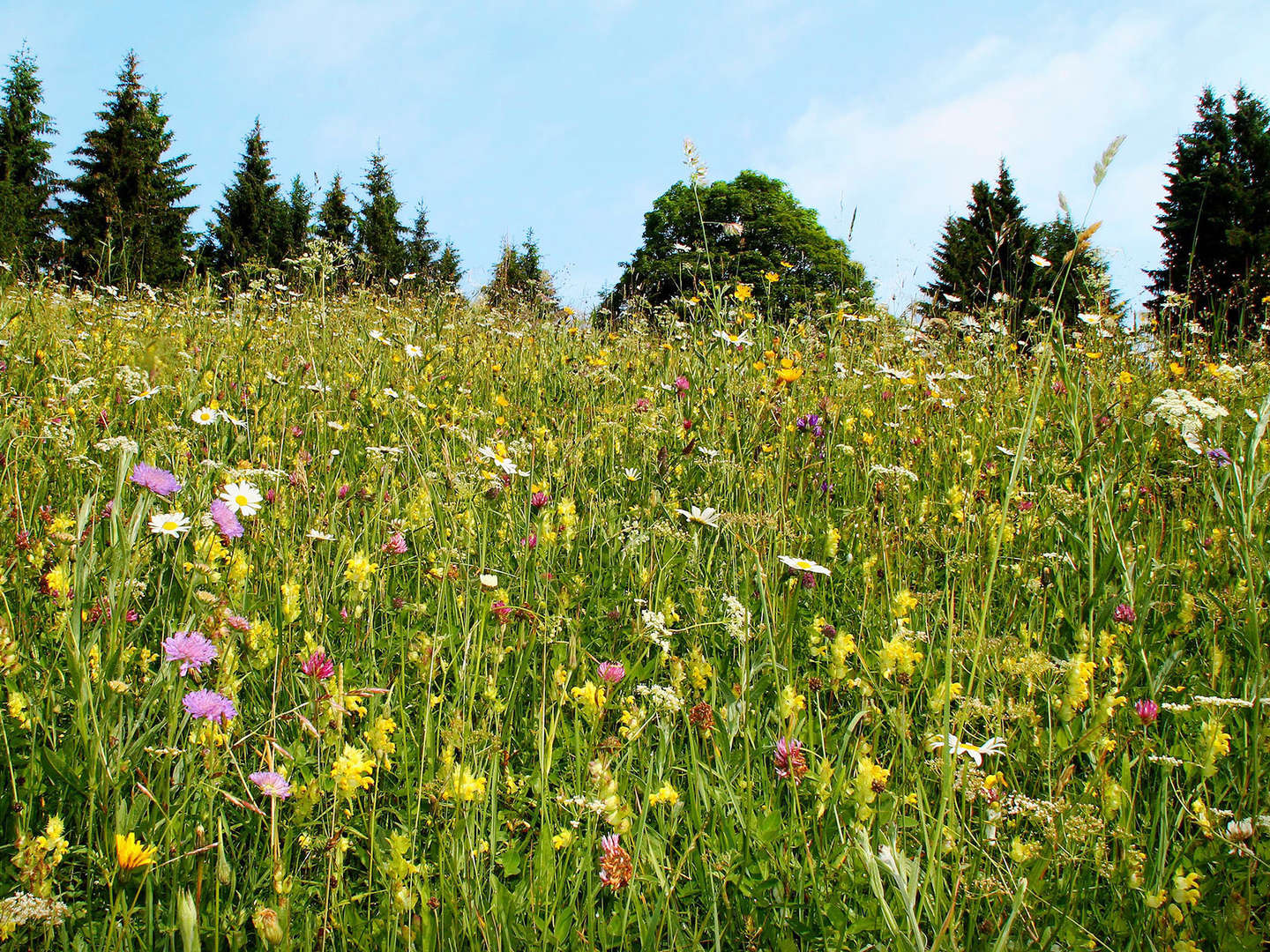 4 Tage im Bayerischen Wald bei St. Englmar mit Sommer-Rodelbahn