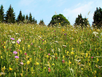 Herbstzeit Ferienregion St. Englmar mit WaldWipfelWeg