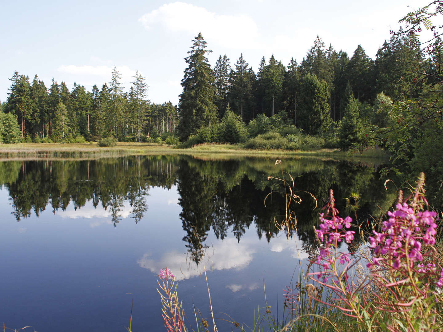 Wellness-Entgiftung im Harz