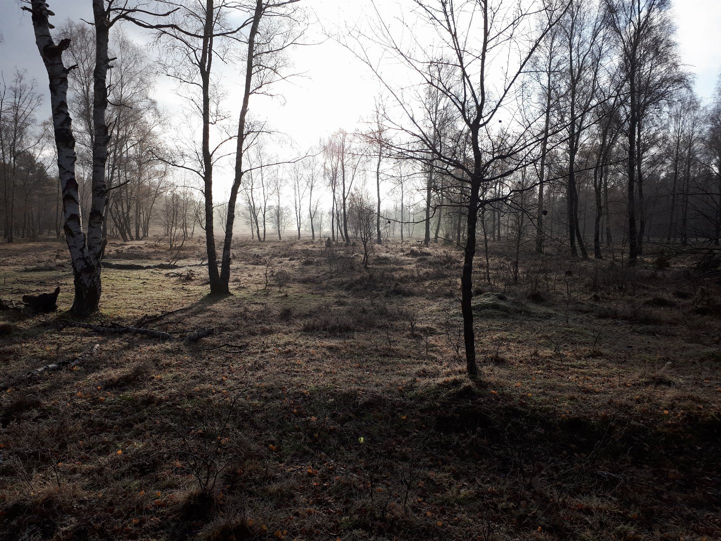 Jahreswechsel am Rande der Lüneburger Heide inkl. Silvesterparty & Halbpension